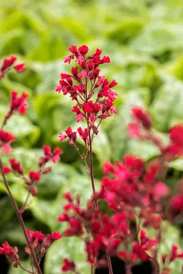 Heuchera 'Paris' (Purperklokje) - afbeelding 2