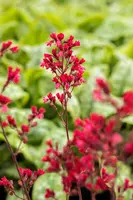 Heuchera 'Paris' (Purperklokje) - afbeelding 2