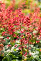 Heuchera 'Paris' (Purperklokje) - afbeelding 3