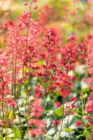 Heuchera 'Paris' (Purperklokje) - afbeelding 5