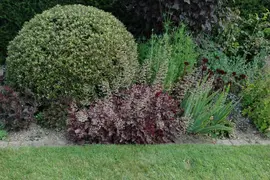 Heuchera (Purperklokje) 20 cm - afbeelding 23