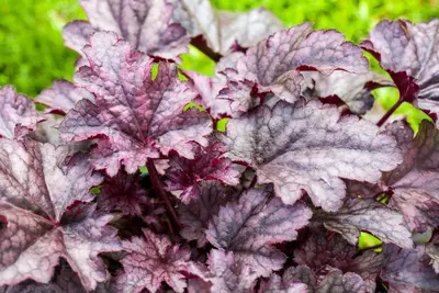 Heuchera (Purperklokje) 20 cm - afbeelding 5