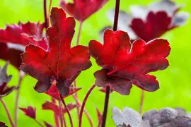 Heuchera (Purperklokje) 20 cm - afbeelding 7