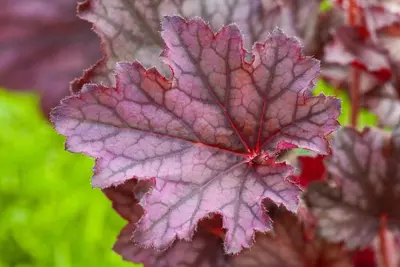 Heuchera (Purperklokje) 20 cm - afbeelding 8
