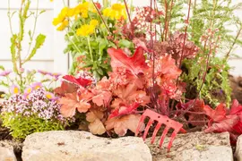 Heuchera (Purperklokje) 20 cm - afbeelding 9