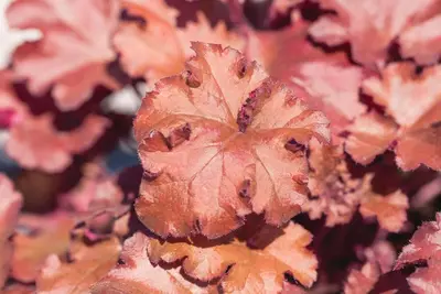 Heuchera (Purperklokje) 20 cm - afbeelding 17