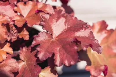 Heuchera (Purperklokje) 20 cm - afbeelding 18