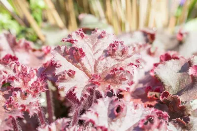 Heuchera (Purperklokje) 20 cm - afbeelding 19