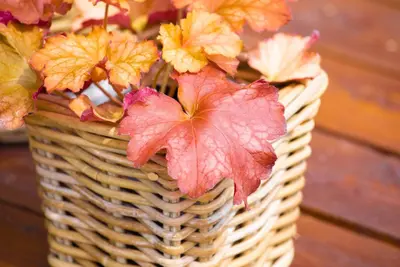 Heuchera (Purperklokje) 20 cm - afbeelding 25
