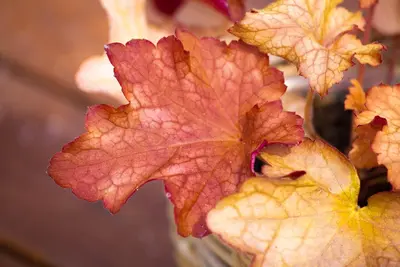 Heuchera (Purperklokje) 20 cm - afbeelding 26