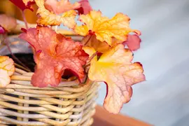 Heuchera (Purperklokje) 20 cm - afbeelding 27