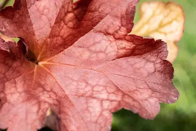Heuchera (Purperklokje) 20 cm - afbeelding 28