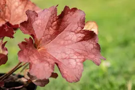 Heuchera (Purperklokje) 20 cm - afbeelding 29