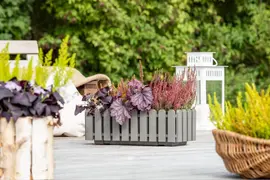 Heuchera (Purperklokje) 20 cm - afbeelding 31