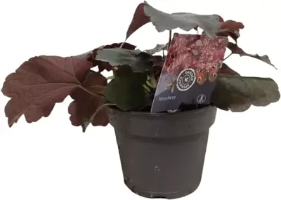 Heuchera (Purperklokje) 20 cm - afbeelding 1