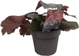 Heuchera (Purperklokje) 20 cm - afbeelding 1