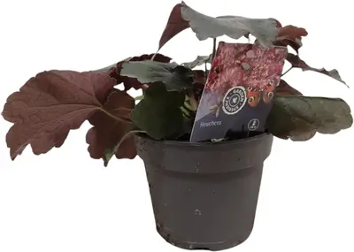 Heuchera (Purperklokje) 20 cm - afbeelding 1