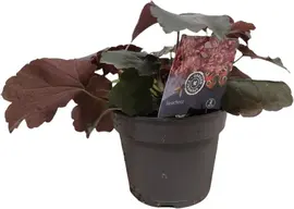 Heuchera (Purperklokje) 20 cm - afbeelding 1