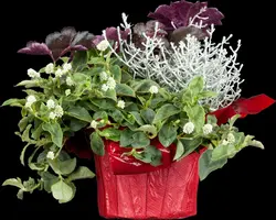 Heuchera (Purperklokje) 20 cm - afbeelding 20
