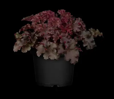 Heuchera (Purperklokje) 20 cm - afbeelding 24