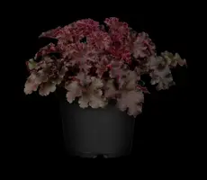 Heuchera (Purperklokje) 20 cm - afbeelding 24