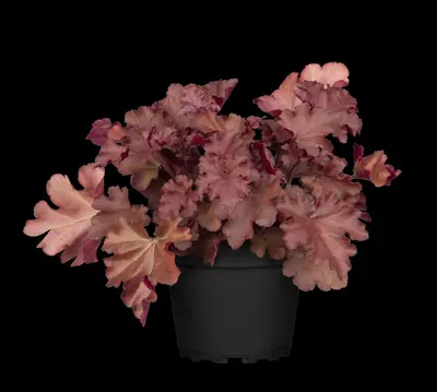 Heuchera (Purperklokje) 20 cm - afbeelding 22
