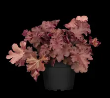 Heuchera (Purperklokje) 20 cm - afbeelding 22