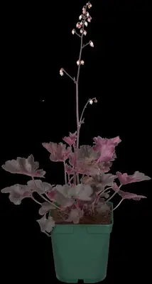Heuchera (Purperklokje) 20 cm - afbeelding 12