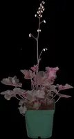 Heuchera (Purperklokje) 20 cm - afbeelding 12