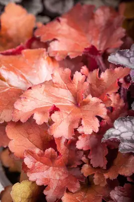 Heuchera (Purperklokje) 20 cm - afbeelding 4