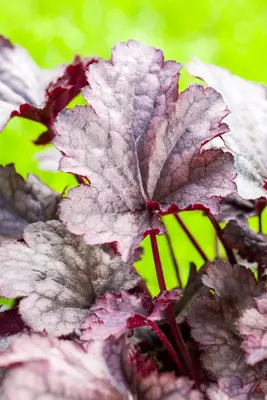 Heuchera (Purperklokje) 20 cm - afbeelding 6