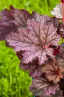 Heuchera (Purperklokje) 20 cm - afbeelding 10