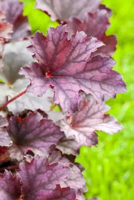 Heuchera (Purperklokje) 20 cm - afbeelding 11