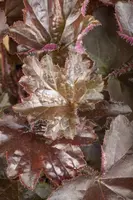 Heuchera (Purperklokje) 20 cm - afbeelding 21