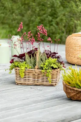Heuchera (Purperklokje) 20 cm - afbeelding 33