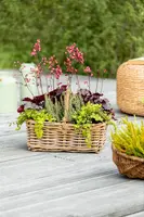 Heuchera (Purperklokje) 20 cm - afbeelding 33