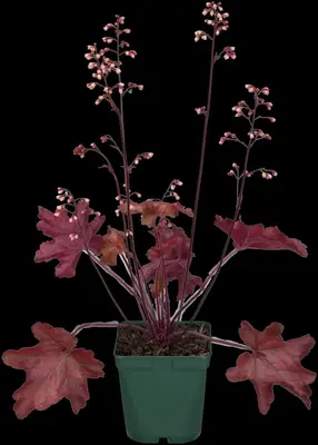 Heuchera (Purperklokje) 20 cm - afbeelding 13