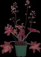 Heuchera (Purperklokje) 20 cm - afbeelding 13