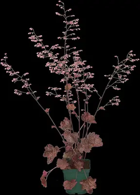 Heuchera (Purperklokje) 20 cm - afbeelding 15