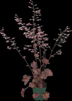 Heuchera (Purperklokje) 20 cm - afbeelding 15
