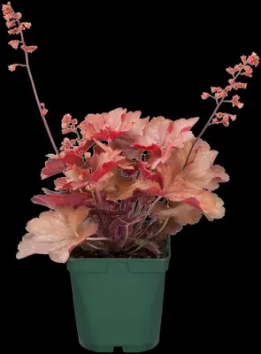 Heuchera (Purperklokje) 20 cm - afbeelding 16