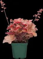 Heuchera (Purperklokje) 20 cm - afbeelding 16