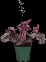 Heuchera (Purperklokje) 20 cm - afbeelding 14