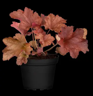 Heuchera (Purperklokje) 20 cm - afbeelding 30