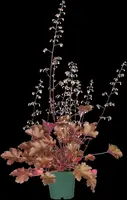Heuchera (Purperklokje) - afbeelding 41