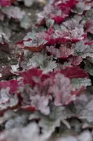 Heuchera (Purperklokje) - afbeelding 2