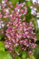 Heuchera (Purperklokje) - afbeelding 14