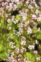 Heuchera (Purperklokje) - afbeelding 18