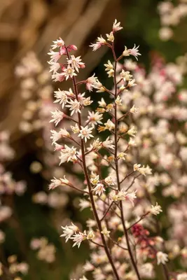 Heuchera (Purperklokje) - afbeelding 19