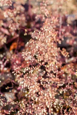 Heuchera (Purperklokje) - afbeelding 20